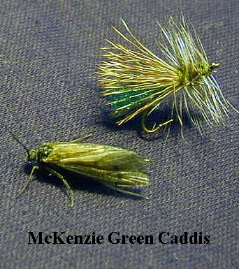 Mckenzie green caddis / McKenzie River fly fishing / McKenzie River fly fishing guide