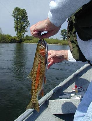 McKenzie River Native Rainbow (Redside) / trout and steelhead fly fishing / McKenzie River fly fishing guide